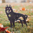 Schipperke