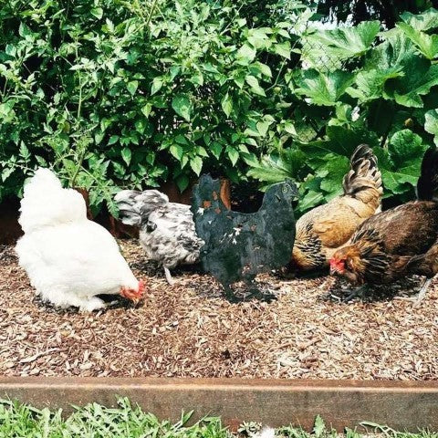 Chicken, photo 10 of 16