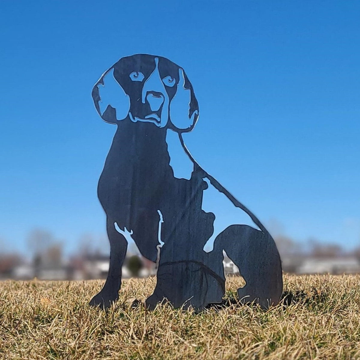 Beagle, photo 8 of 17
