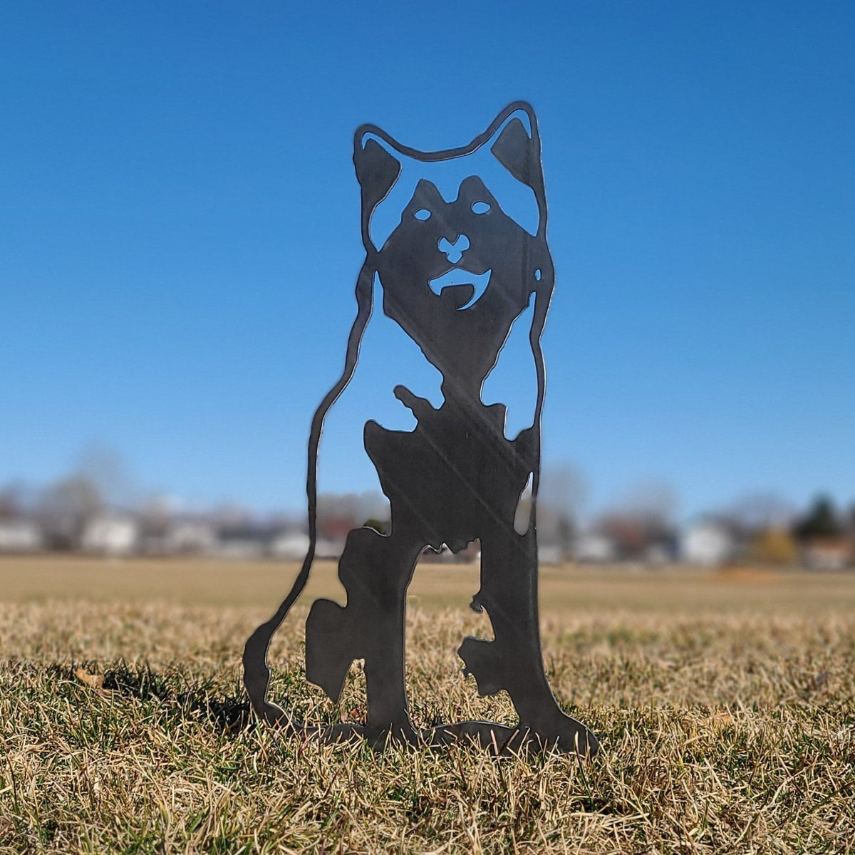 Siberian Husky, photo 8 of 16