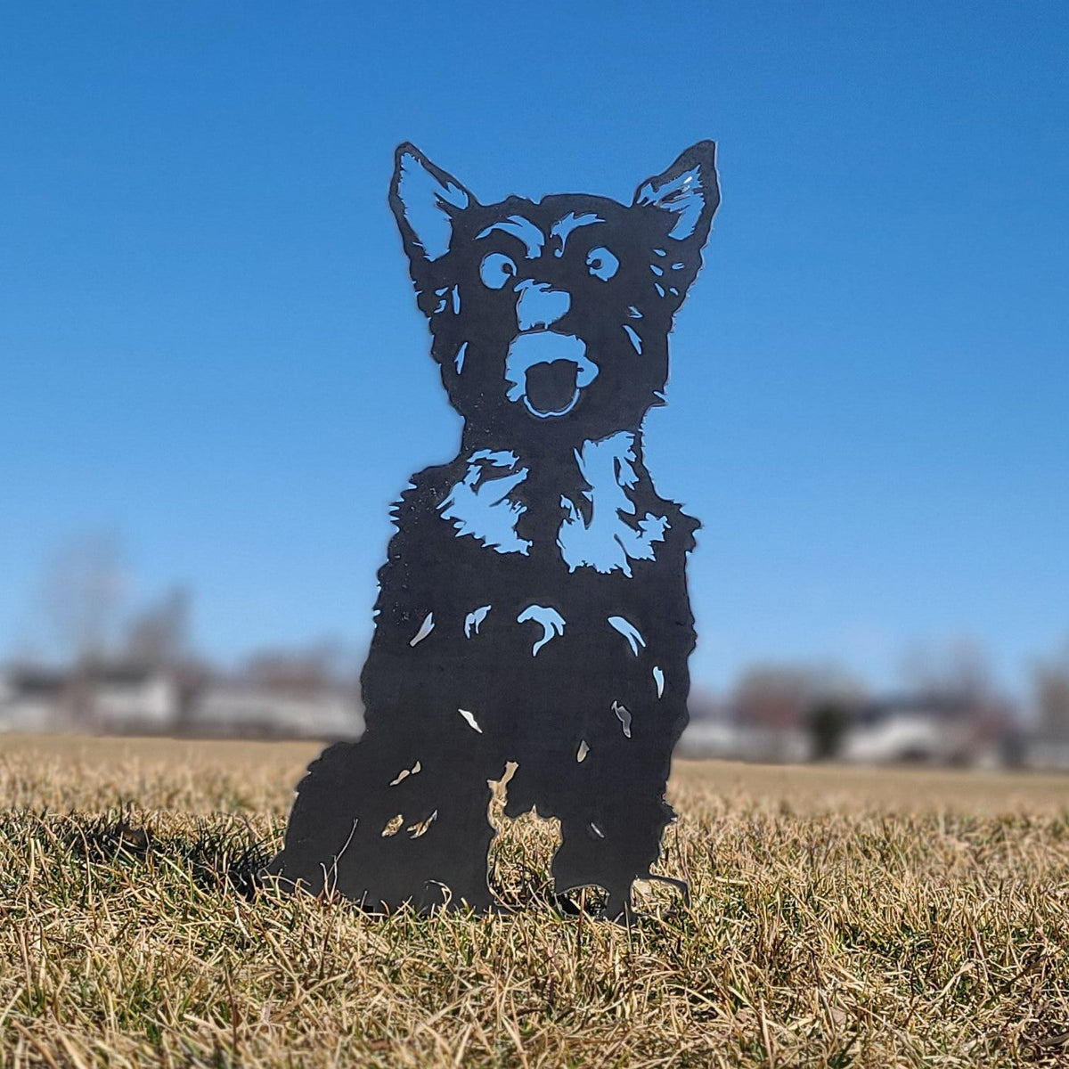 Yorkshire Terrier, photo 8 of 16