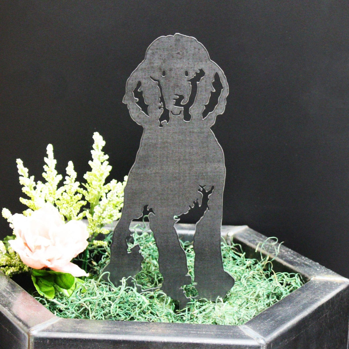 Poodle, photo 9 of 22