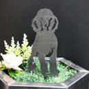 Poodle