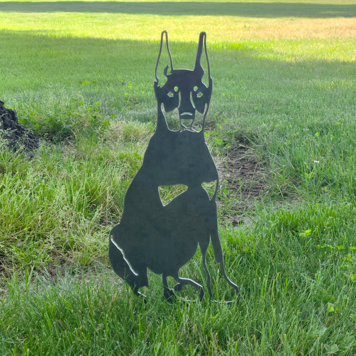Miniature Pinscher, photo 8 of 16