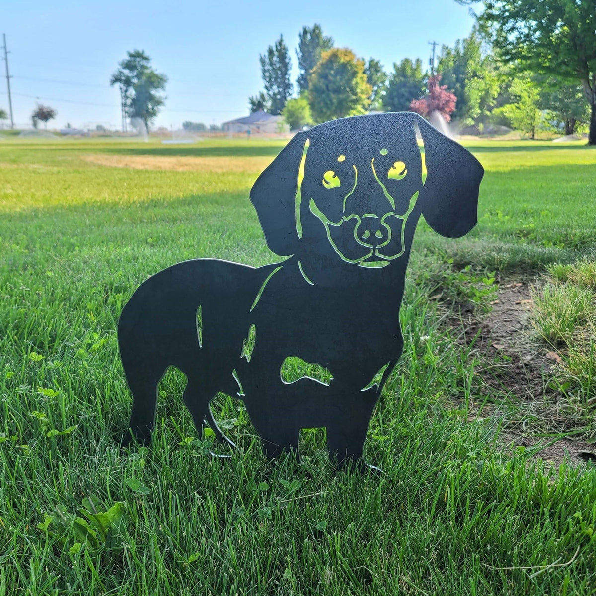 Dachshund - Shorthaired, photo 8 of 17