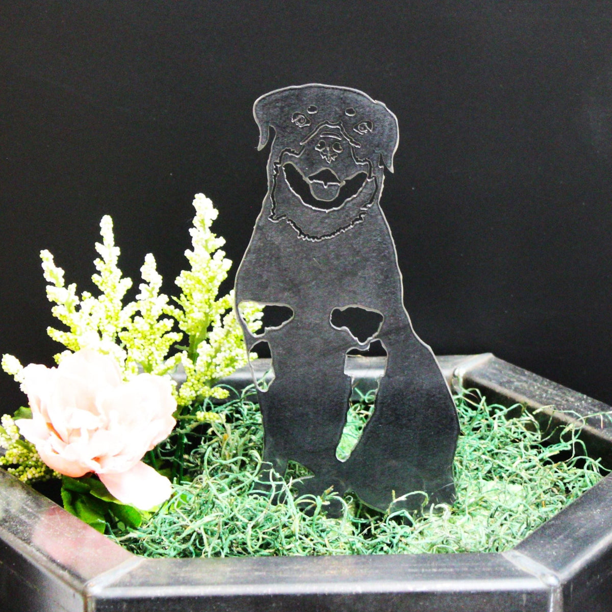 Rottweiler, photo 6 of 14