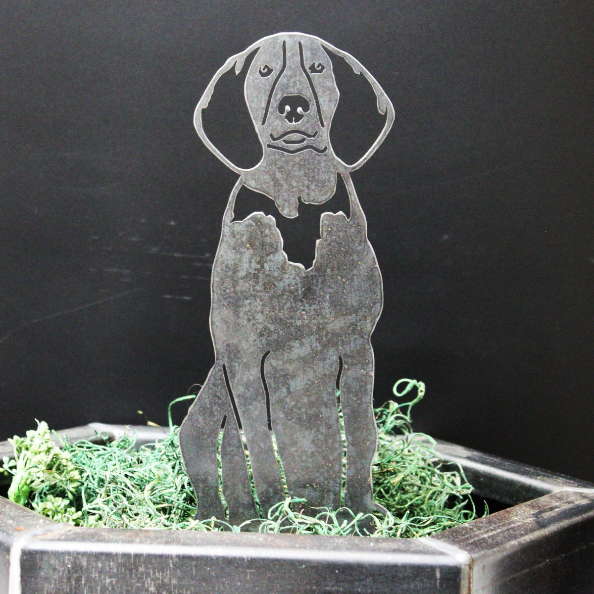 American English Coonhound, photo 8 of 17
