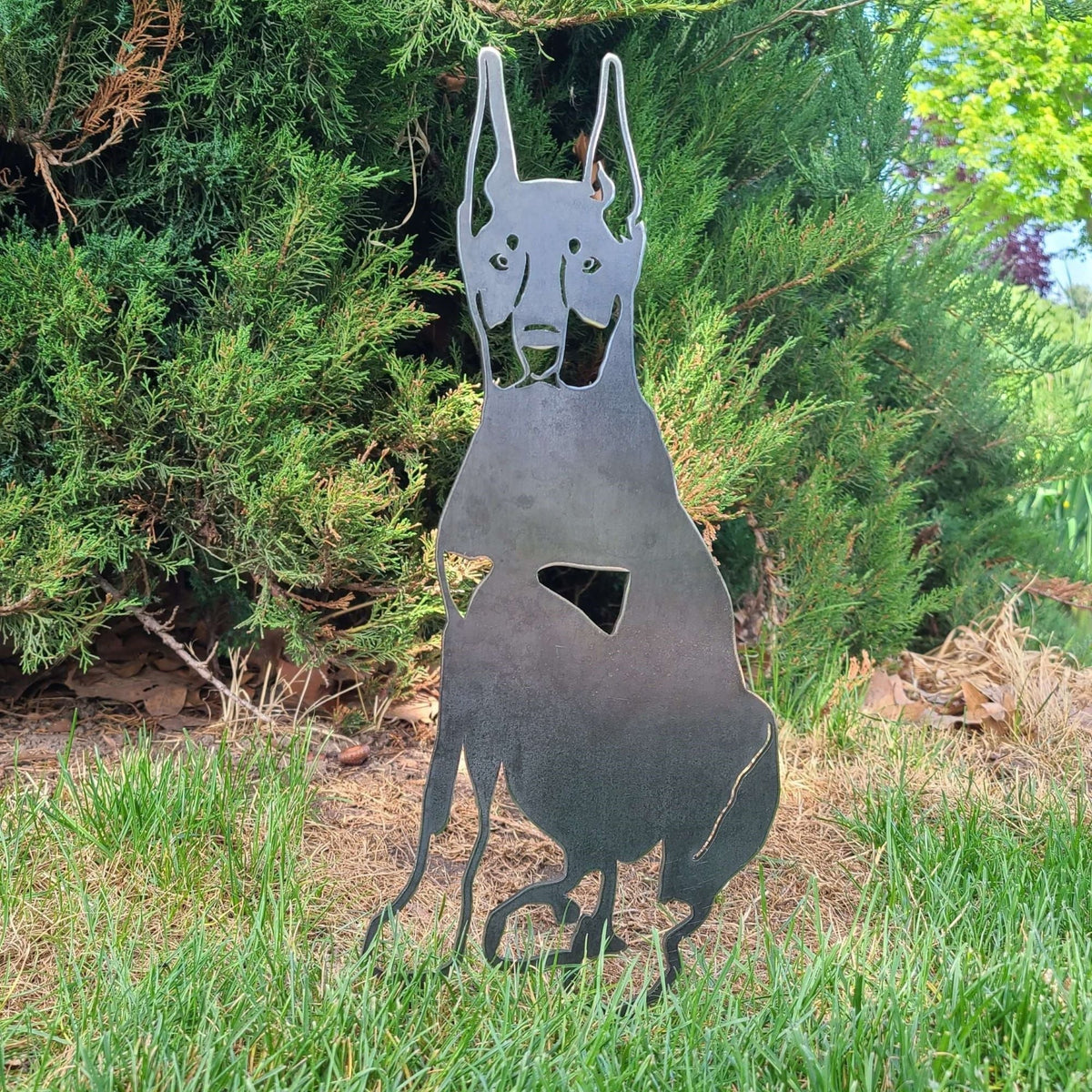 Miniature Pinscher, photo 7 of 16