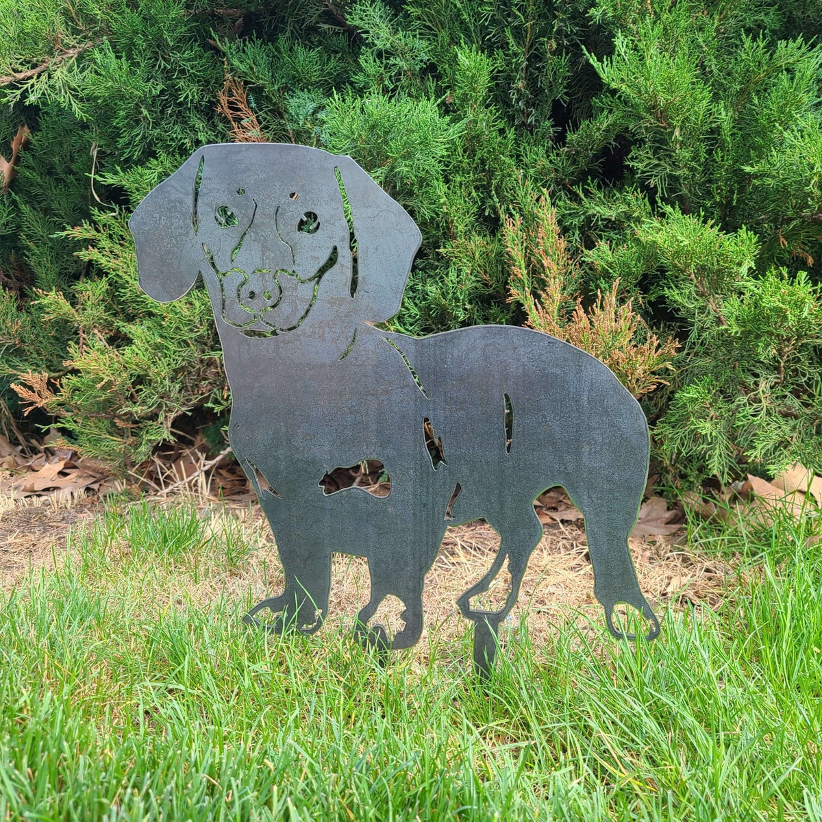 Dachshund - Shorthaired, photo 7 of 17