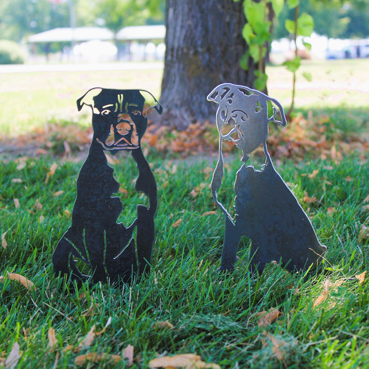 American Pit Bull Terrier, photo 14 of 17