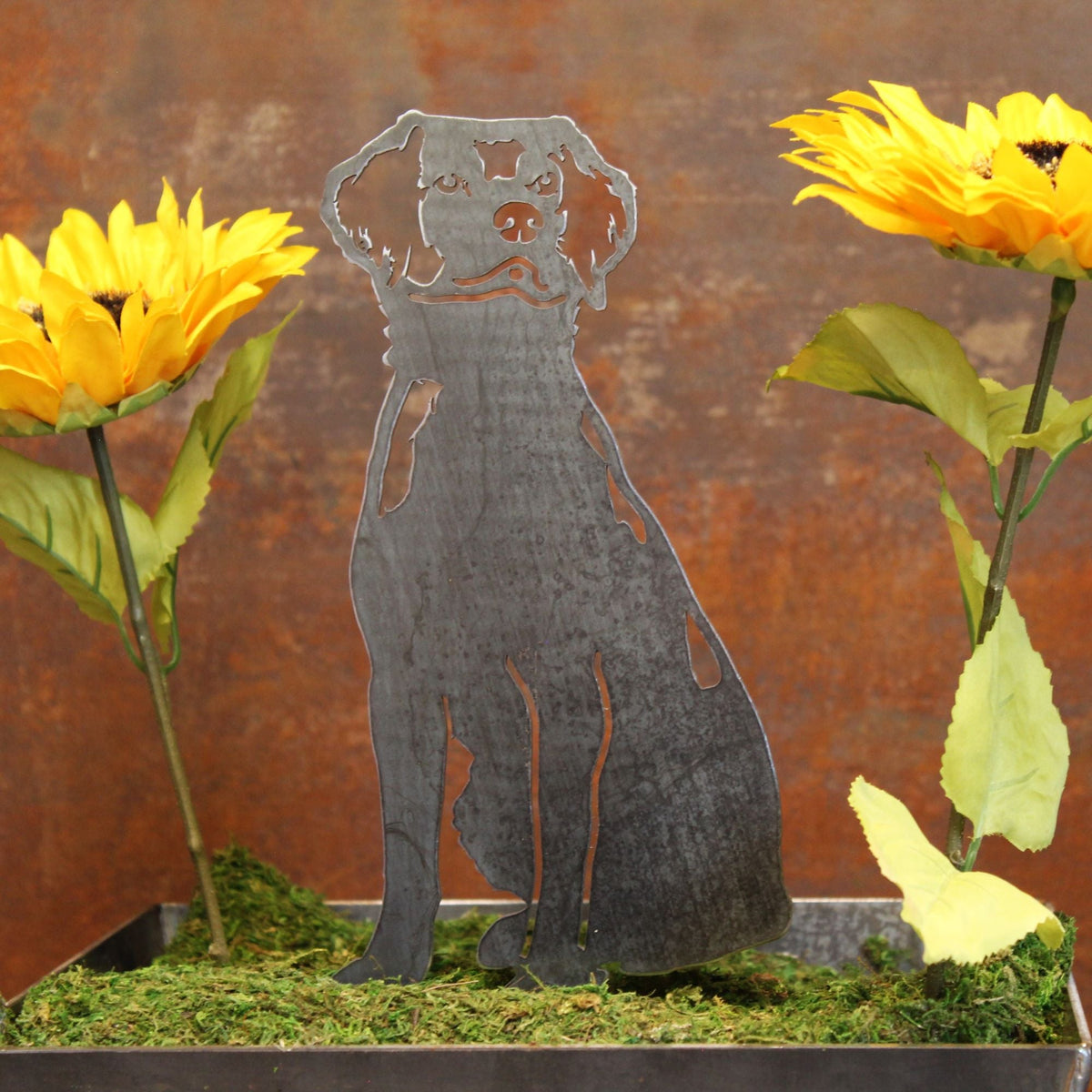 Nova Scotia Duck Tolling Retriever, photo 9 of 19