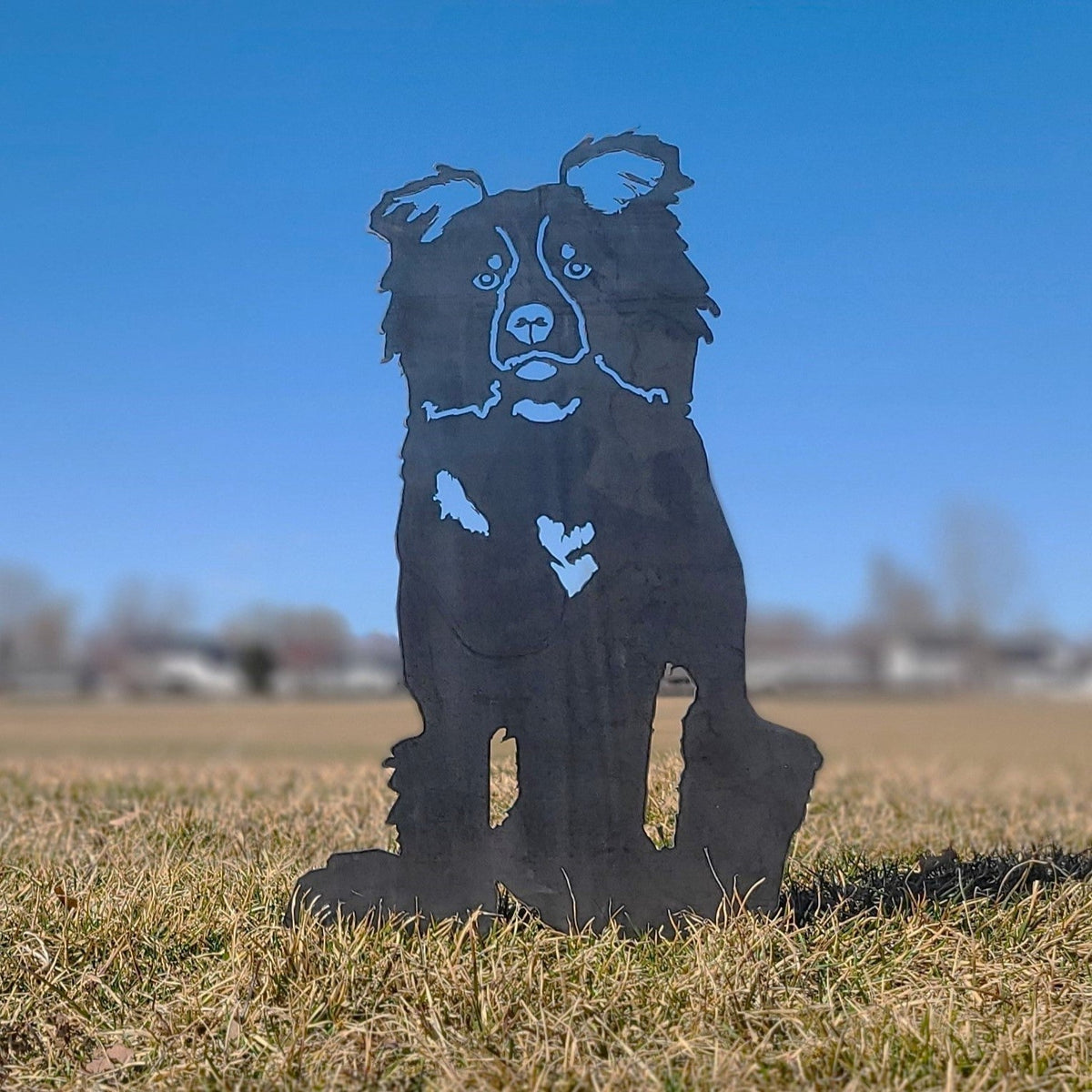 Border Collie, photo 7 of 16