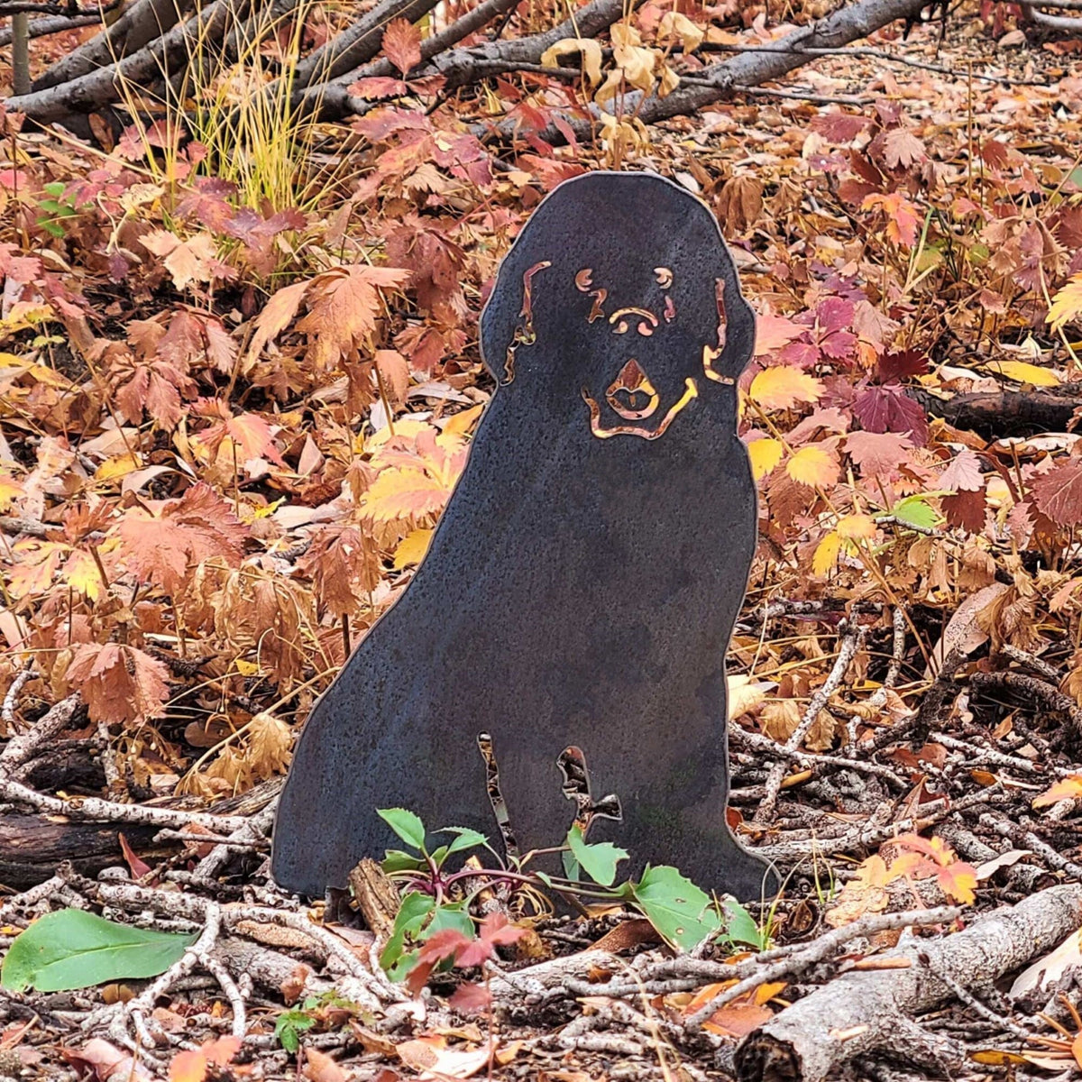 Newfoundland, photo 9 of 17