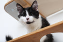 The Roman - A Wall Mounted Cat Scratcher Tree