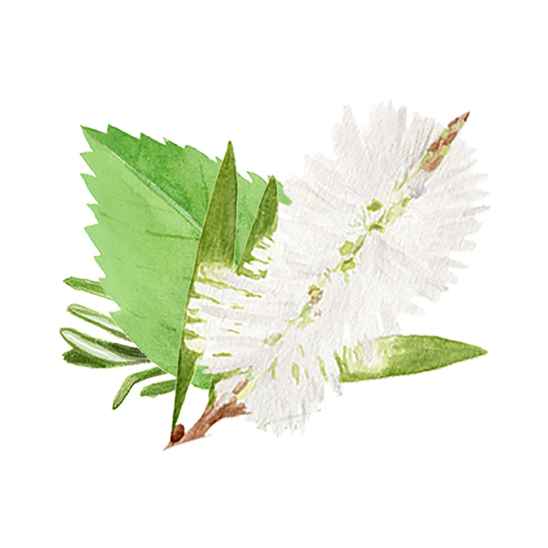 Rosemary, Mint & Tea Tree Essential Oil Blend