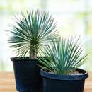 Yucca Rostrata by The Cactus Outlet