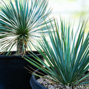 Yucca Rostrata by The Cactus Outlet