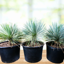 Yucca Rostrata by The Cactus Outlet