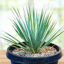 Yucca Rostrata by The Cactus Outlet