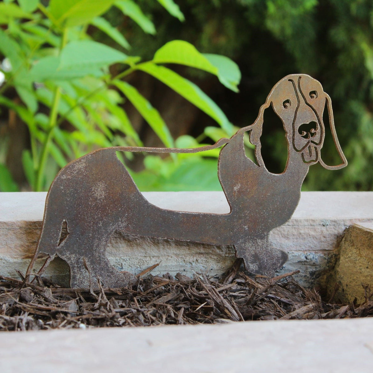 Basset Hound, photo 2 of 15