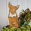 Blue Heeler