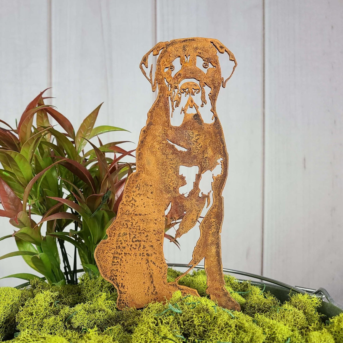 Mastiff, photo 5 of 13