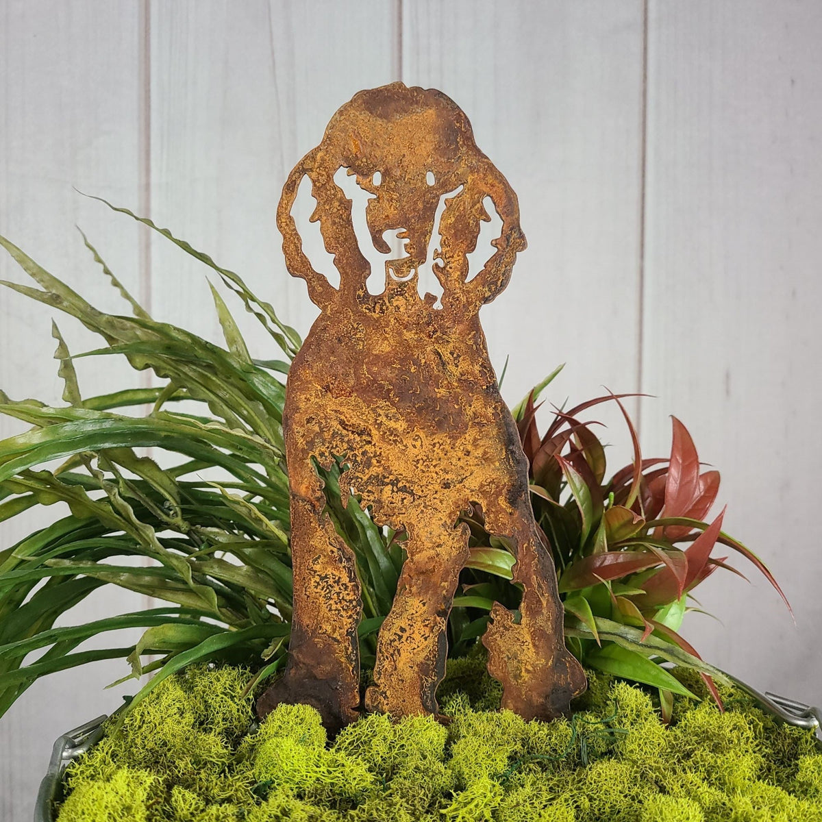 Poodle, photo 7 of 22