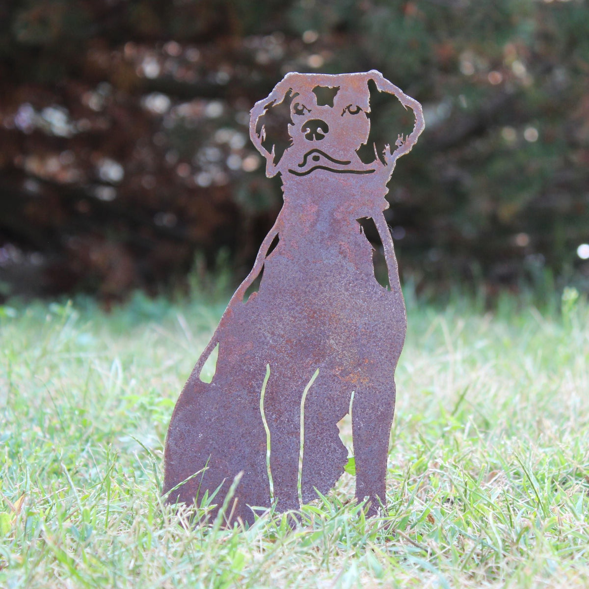 Nova Scotia Duck Tolling Retriever, photo 6 of 19