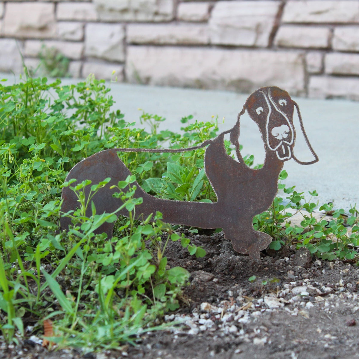 Basset Hound, photo 7 of 15