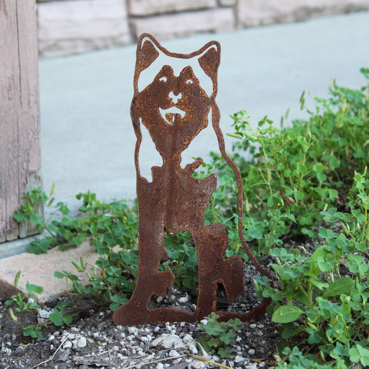 Siberian Husky, photo 5 of 16