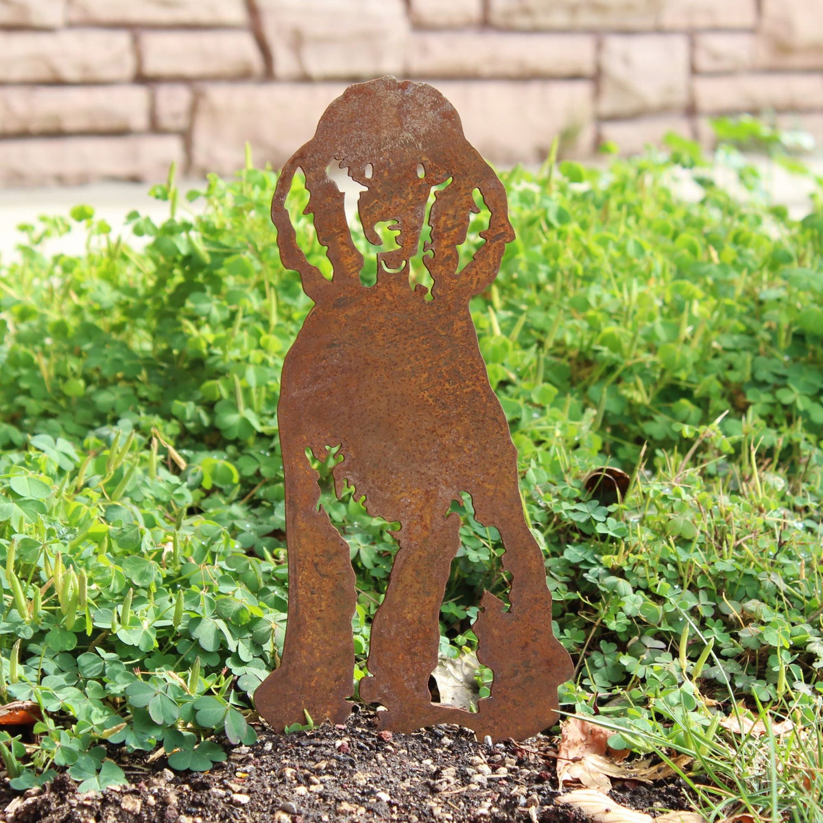 Poodle, photo 6 of 22