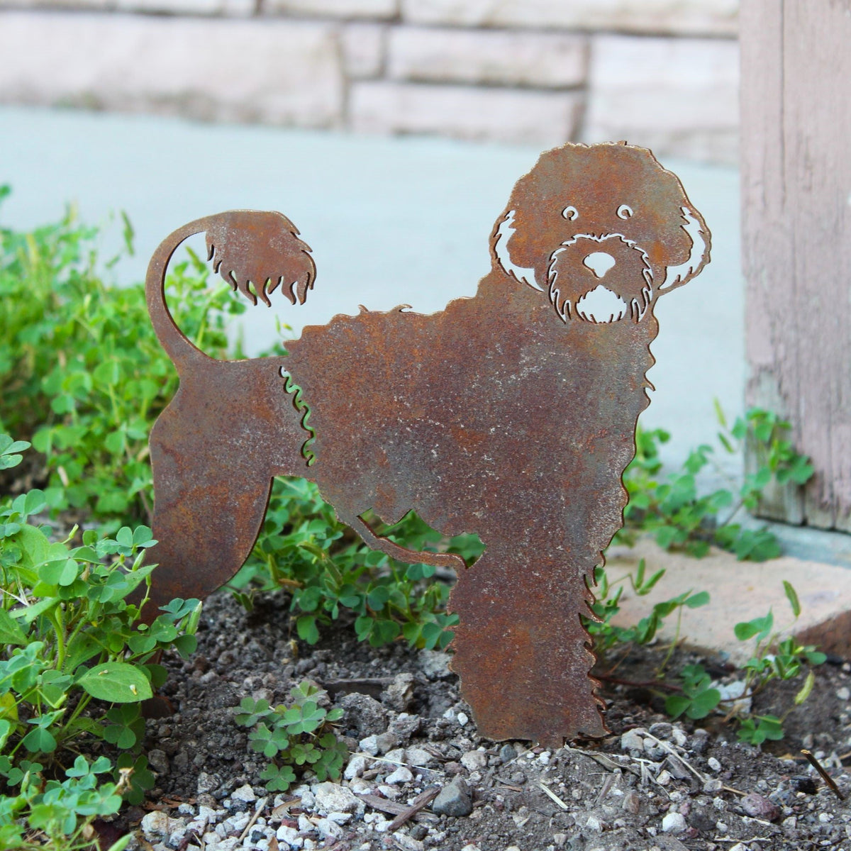 Portuguese Water Dog, photo 6 of 16