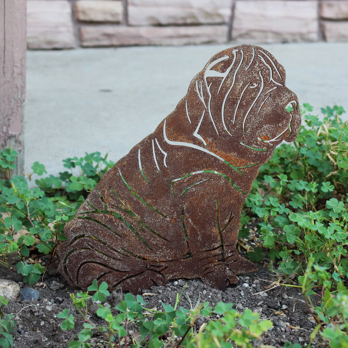 Shar Pei, photo 5 of 13