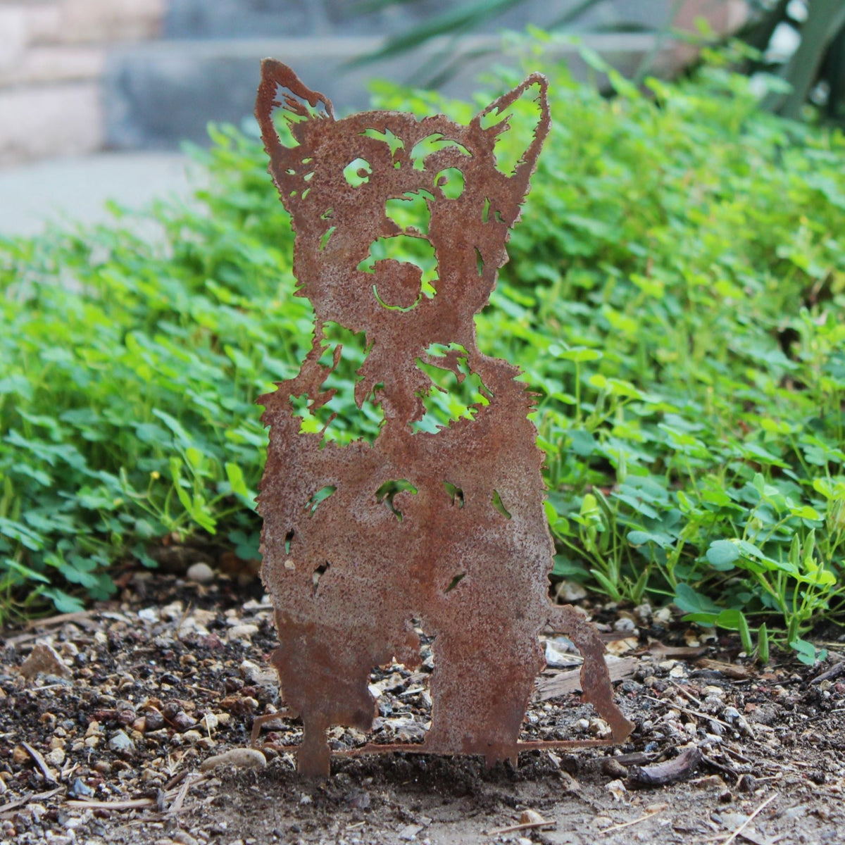 Yorkshire Terrier, photo 5 of 16