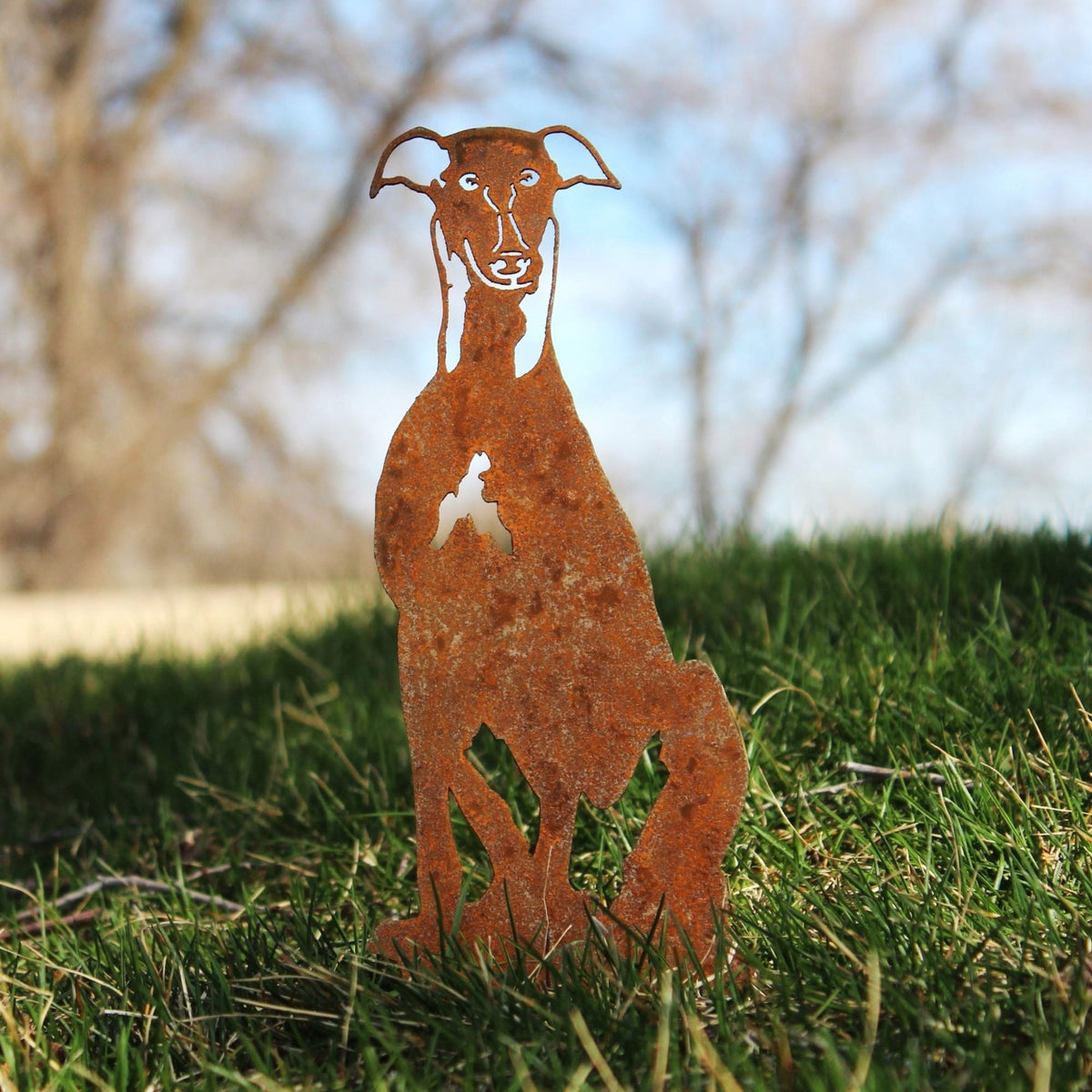 Whippet, photo 6 of 14