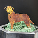 Curly Coated Retriever