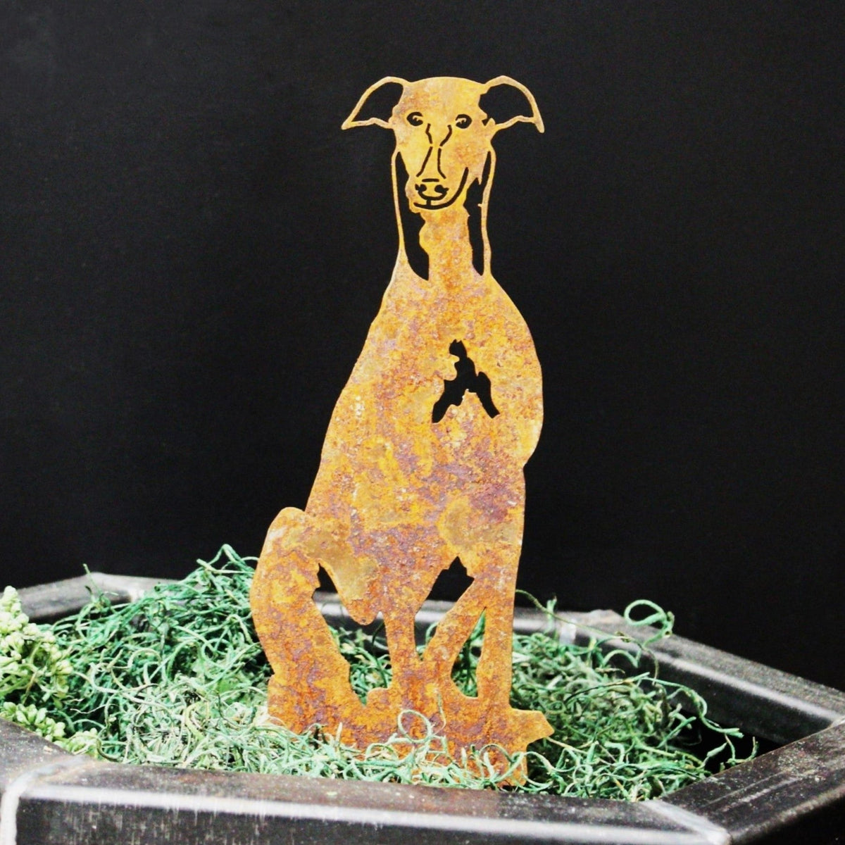 Greyhound, photo 6 of 14