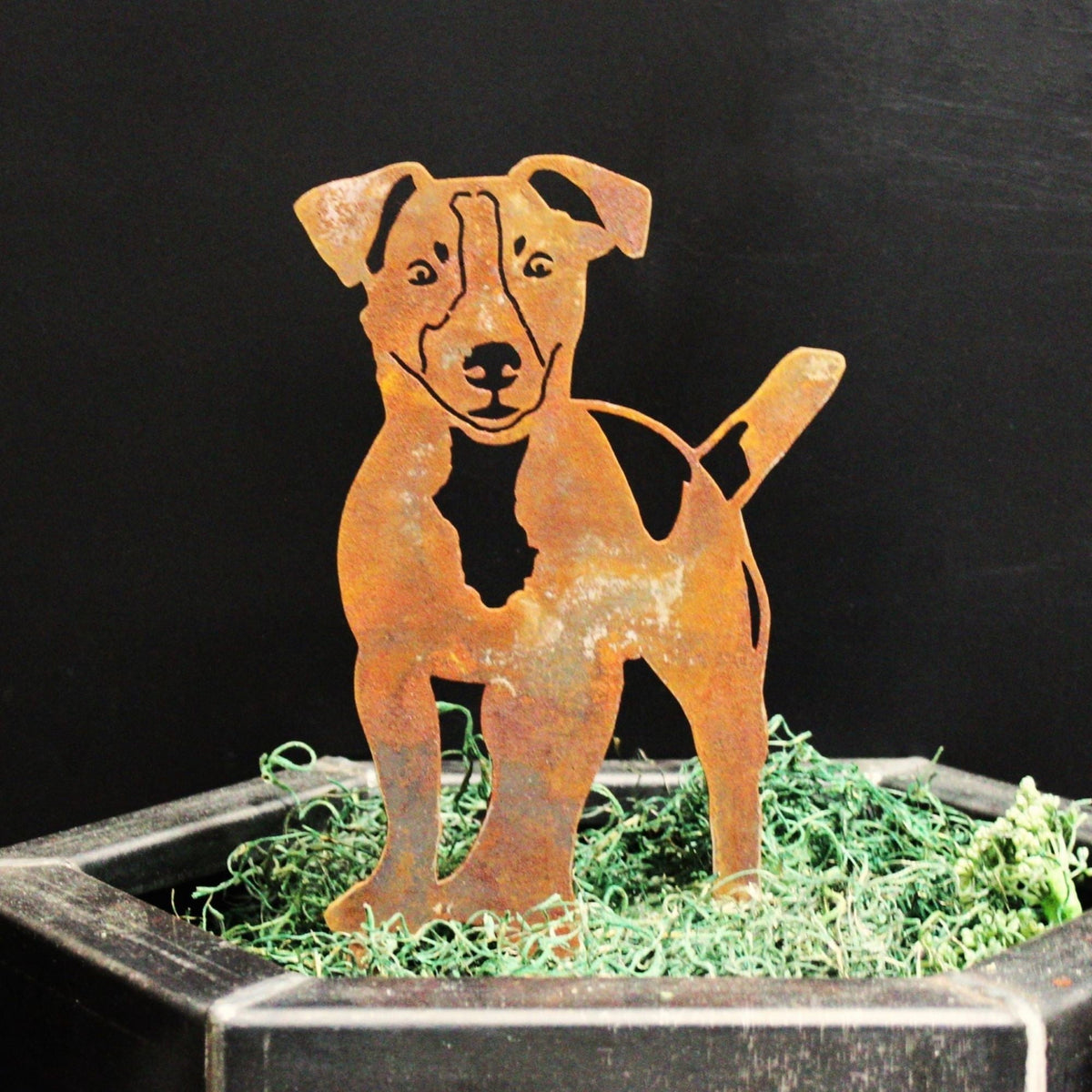 Jack Russell Terrier, photo 6 of 15