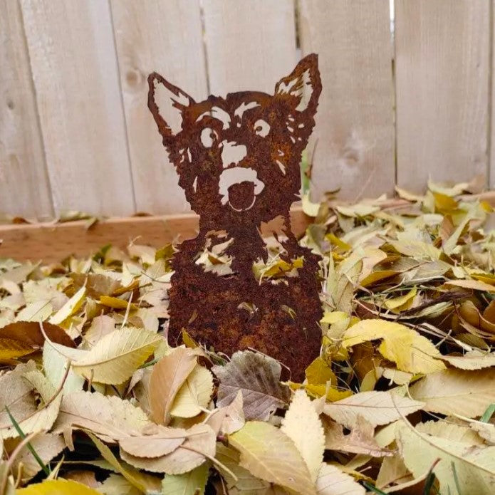 Yorkshire Terrier, photo 6 of 16