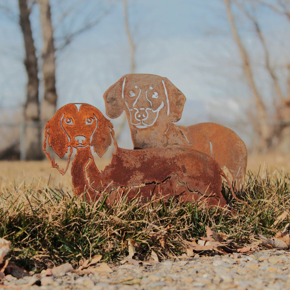 Dachshund - Shorthaired, photo 13 of 17