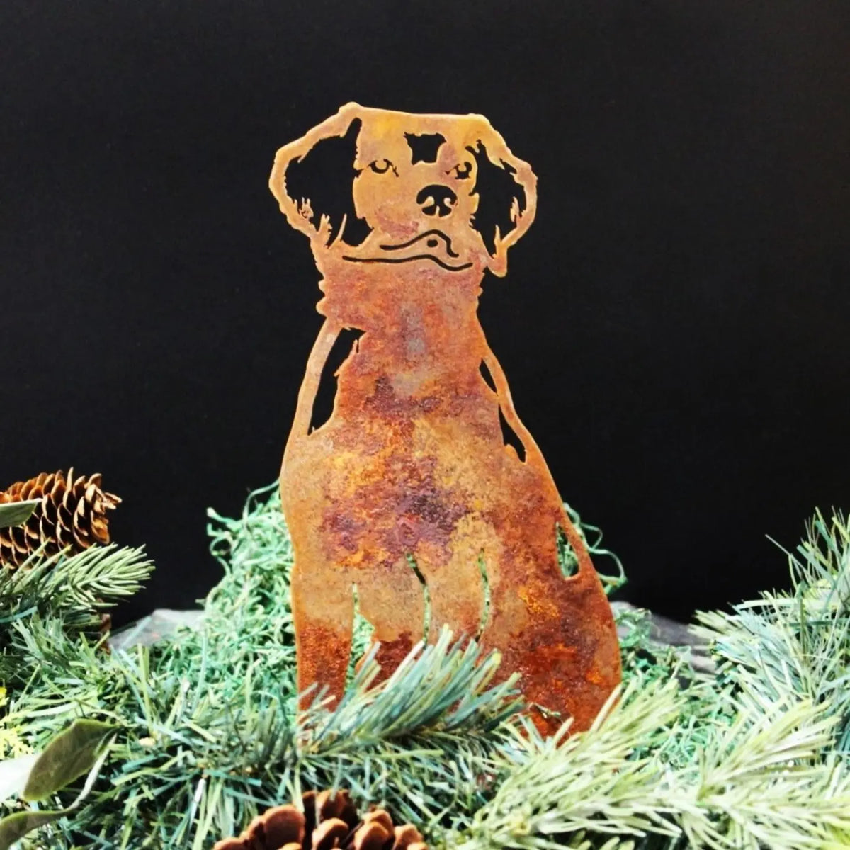 Nova Scotia Duck Tolling Retriever, photo 7 of 19