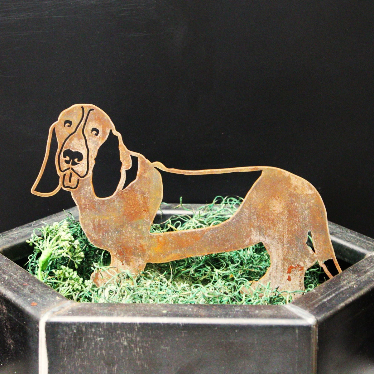 Basset Hound, photo 6 of 15