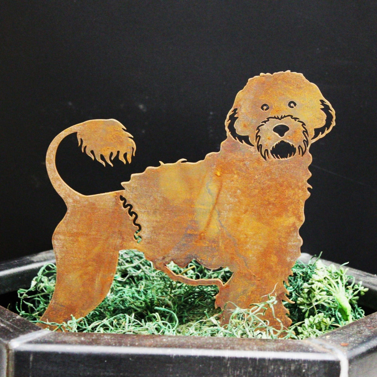 Portuguese Water Dog, photo 7 of 16
