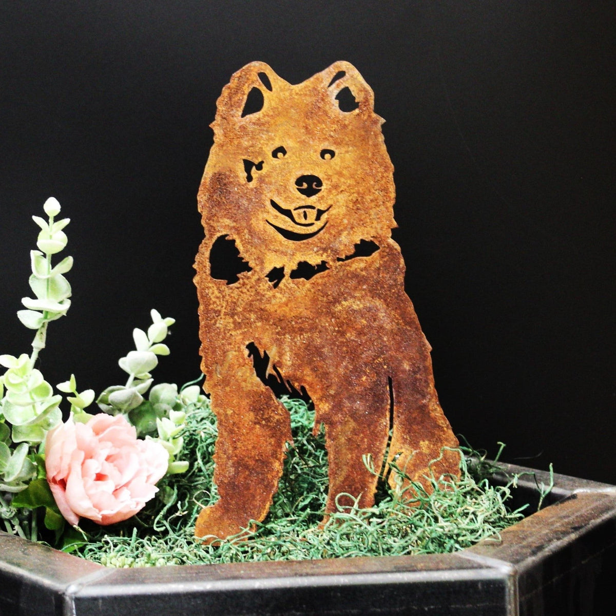 Samoyed, photo 6 of 13