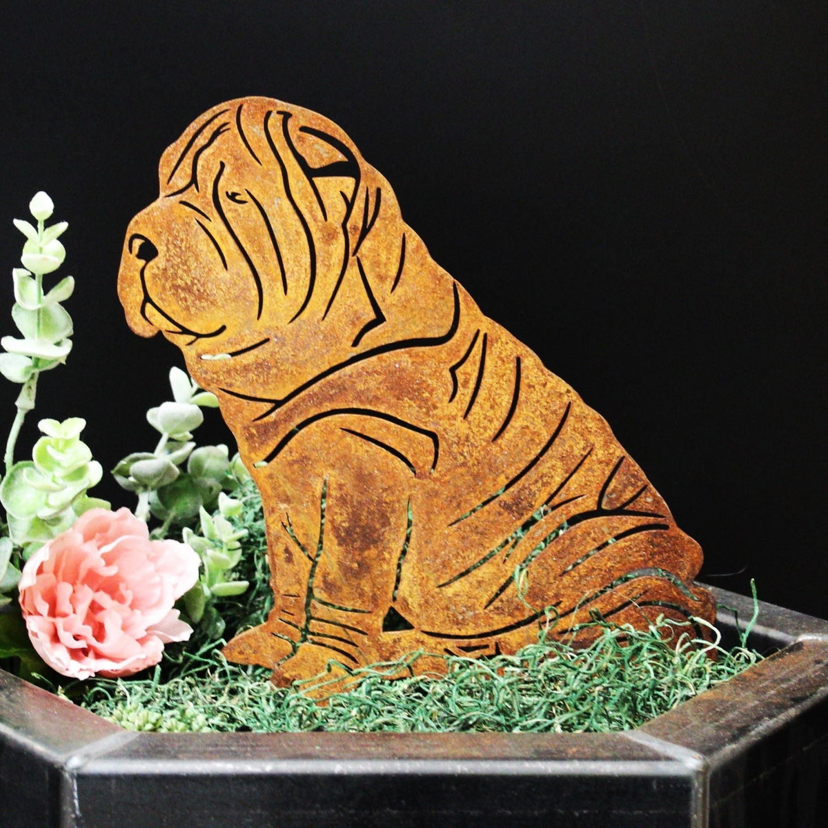 Shar Pei, photo 6 of 13