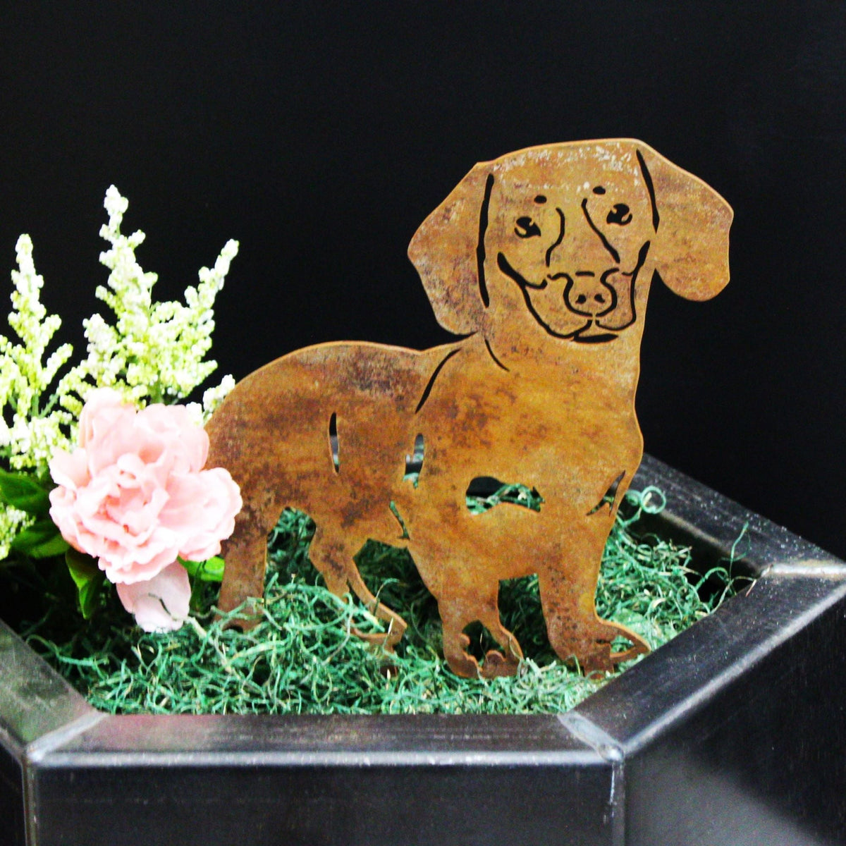 Dachshund - Shorthaired, photo 6 of 17