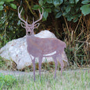 Deer - Buck