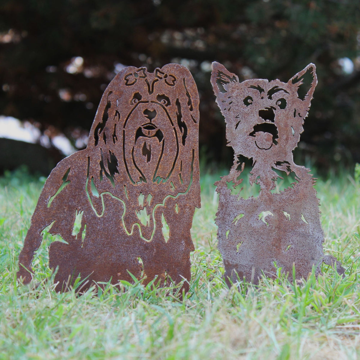 Yorkshire Terrier, photo 12 of 16