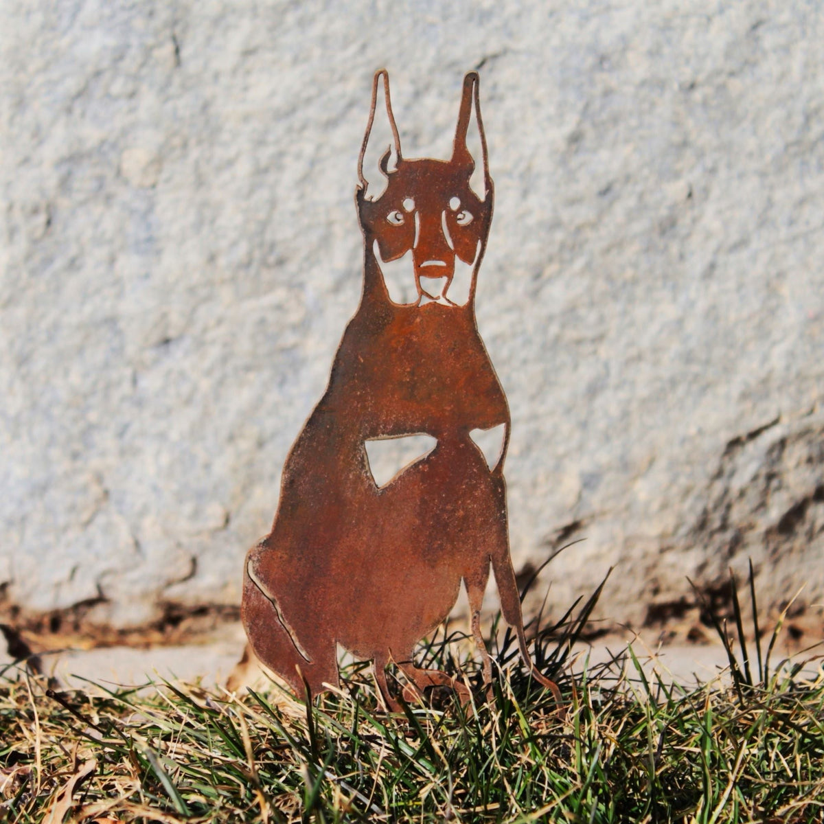 Miniature Pinscher, photo 6 of 16