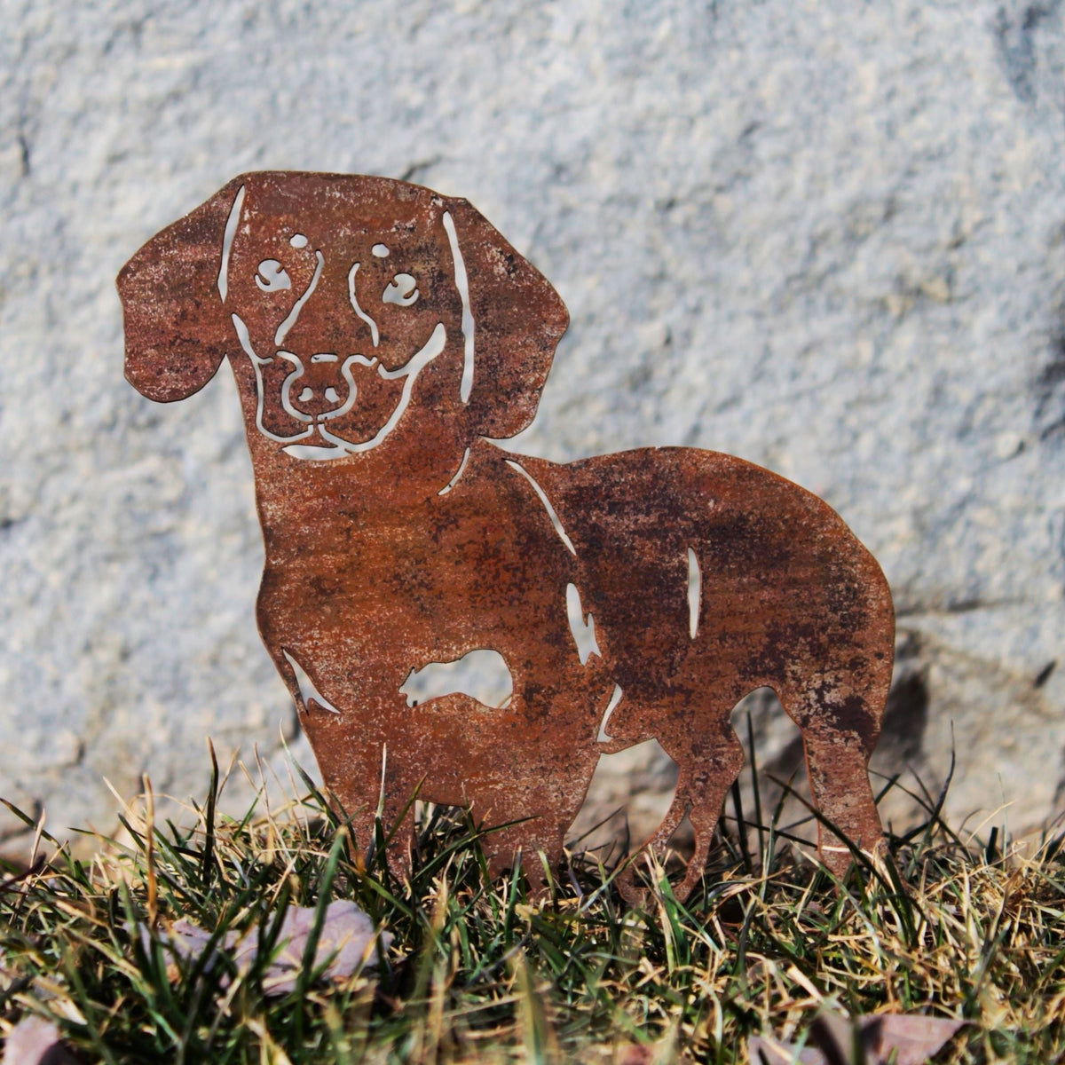 Dachshund - Shorthaired, photo 2 of 17